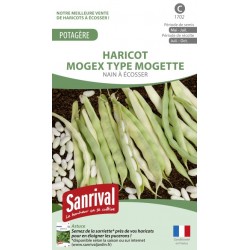 Graines de Haricot Mogex type Mogette nain à écosser