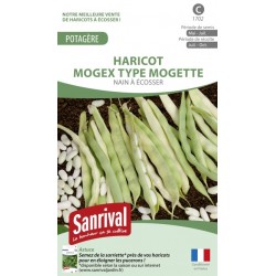 Graines de Haricot Mogex type Mogette