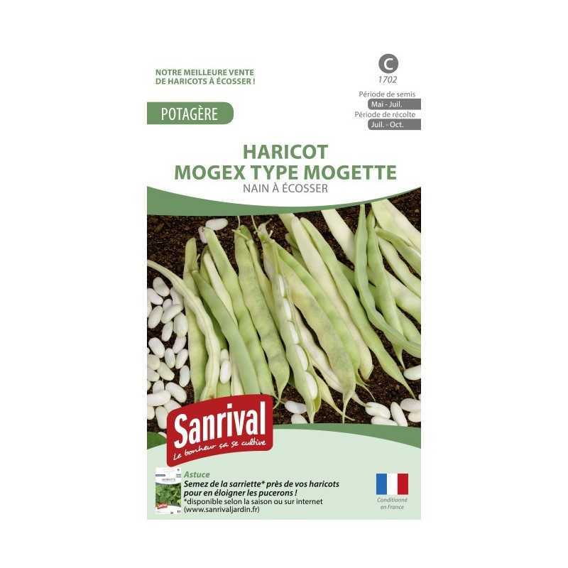 Graines de Haricot Mogex type Mogette nain à écosser