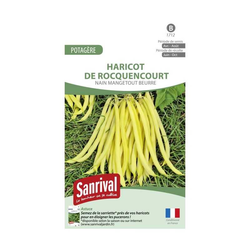 Graines de Haricot Rocquencourt