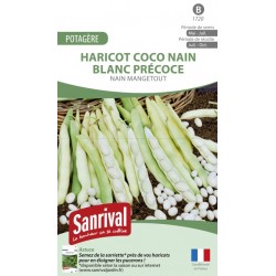 Graines de Haricot Coco nain blanc précoce nain mangetout