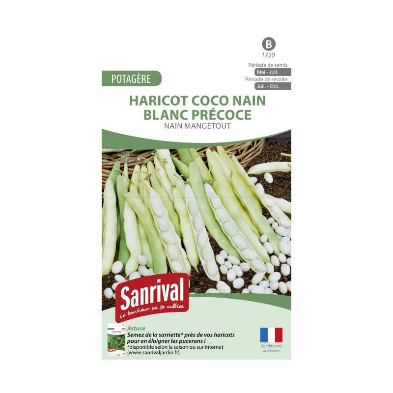 Graines de Haricot Coco nain blanc précoce nain mangetout