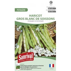 Graines de Haricot Gros blanc de Soissons