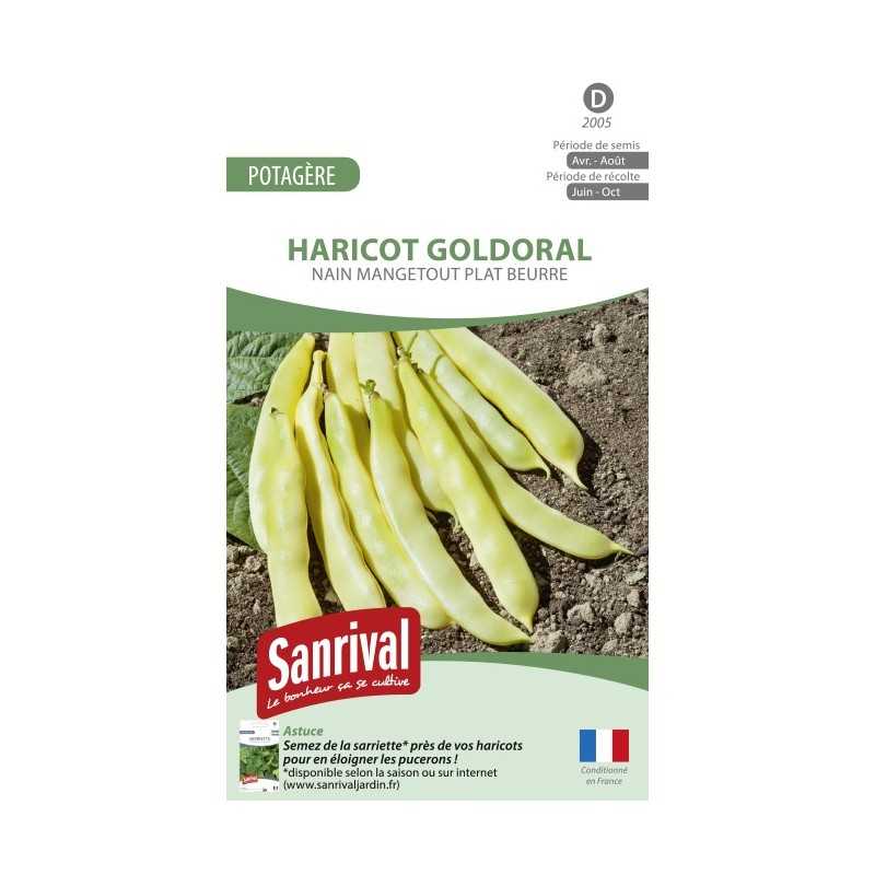 Graines de Haricot beurre plat Goldoral