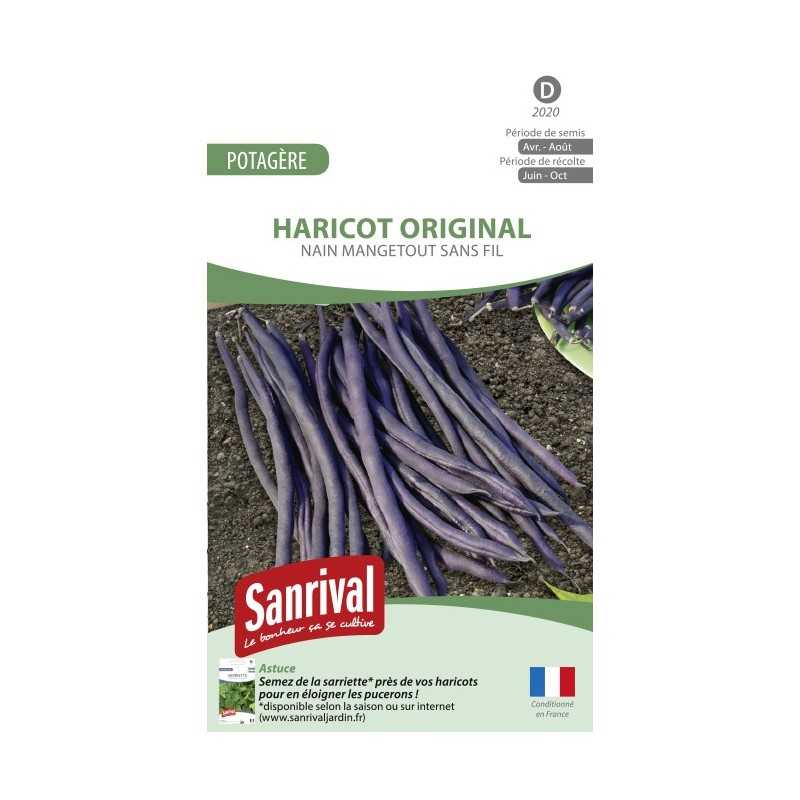 Graines de haricot Original violet nain mangetout sans fil