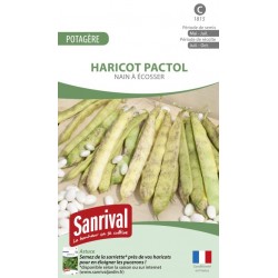 Graines de Haricot Pactol nain à écosser