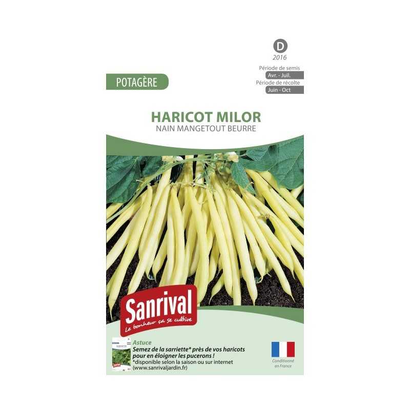 Graines de Haricot beurre nain mangetout Milor