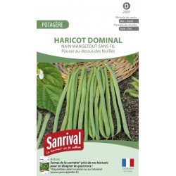 Graines de haricot Dominal nain mangetout sans fil (grain noir)