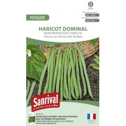 Graines de Haricot Dominal (grain noir)