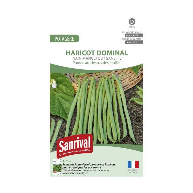 Graines de haricot Dominal nain mangetout sans fil (grain noir)