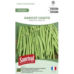 Graines de Haricot Cogito nain sans fil