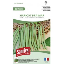 Graines d'Haricot Braimar