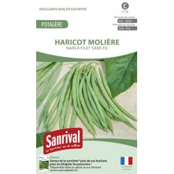 Graines d'Haricot Molière nain sans fil