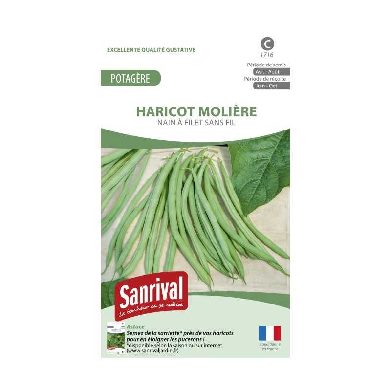 Graines d'Haricot Molière nain sans fil