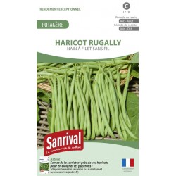 Graines de Haricot Rugally nain sans fil