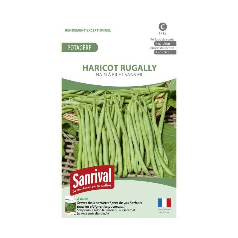 Graines de Haricot Rugally nain sans fil