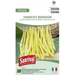 Graines de Haricot beurre Minidor