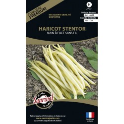 Graines de Haricot Stentor beurre nain sans fil