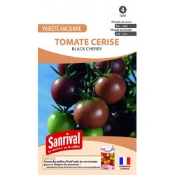 Graines de tomate cerise noire Black Cherry