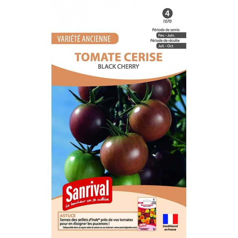 Graines de tomate cerise noire Black Cherry