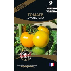 Tomate Jantanary Jaune