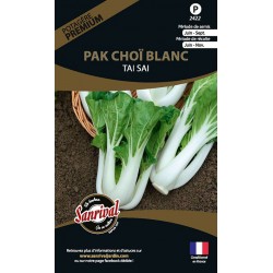 graines de Pak Choï Blanc Tai Sai