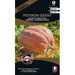 graines de Potiron géant Atlantic giant dill's Original Canadian Strain