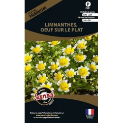 Limnanthes Oeuf sur le plat