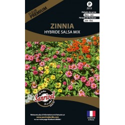 Zinnia Hybride Salsa Mix