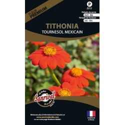 Tithonia Tournesol Mexicain