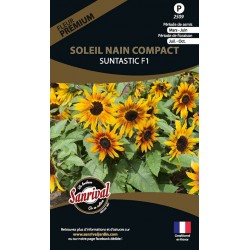 Soleil Nain Compact Suntastic F1