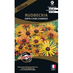 Rudbeckia Hirta Chim Chiminee