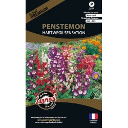 Penstemon Hartwegii Sensation