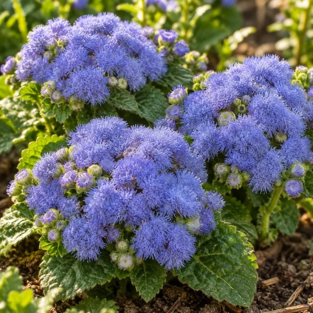 Agérate du Mexique Blue Mink : photo d’illustration