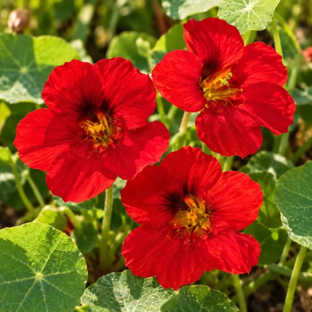 Capucine rouge Impératrice des Indes : photo d’illustration