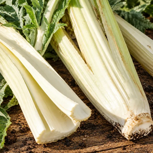 Cardon Blanc amélioré : photo d’illustration
