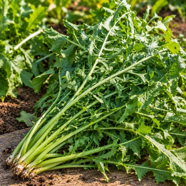 Chicorée sauvage à lapins Barbe de Capucin : photo d’illustration