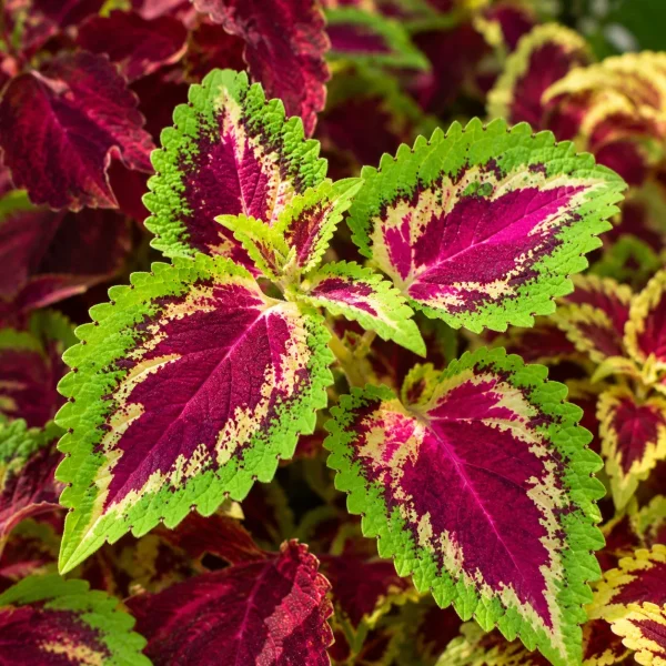 Coleus hybride varié