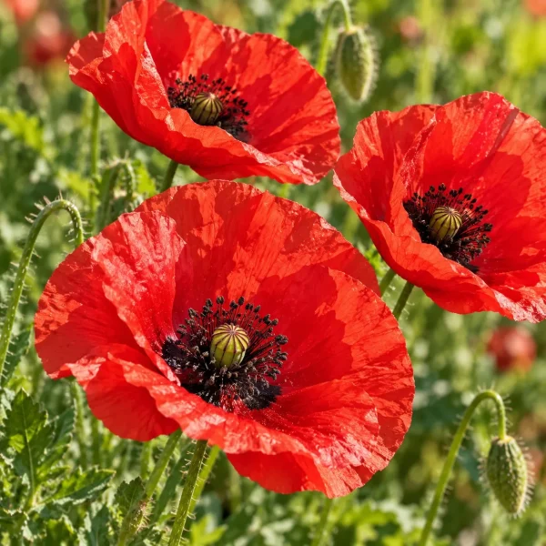 Coquelicot