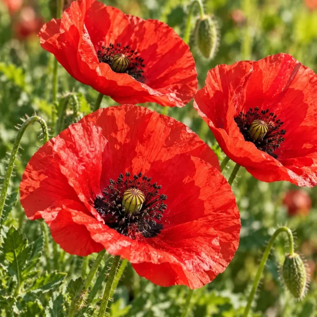 Coquelicot : photo d’illustration