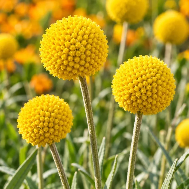 Craspedia Globosa Jaune : photo d’illustration