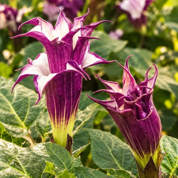 Datura blackcurrant swirl