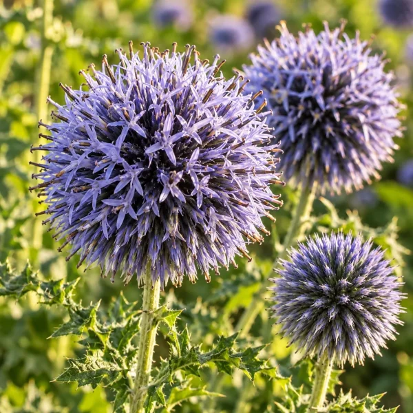 Echinops ritro fleur de chardon