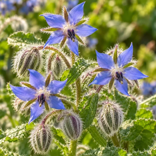 Bourrache officinale : photo d’illustration