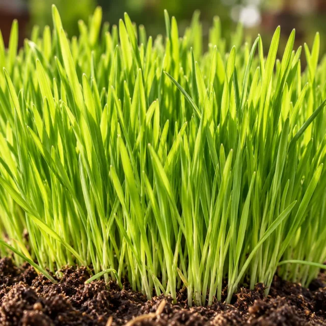 Herbe à Chat (orge) : photo d’illustration