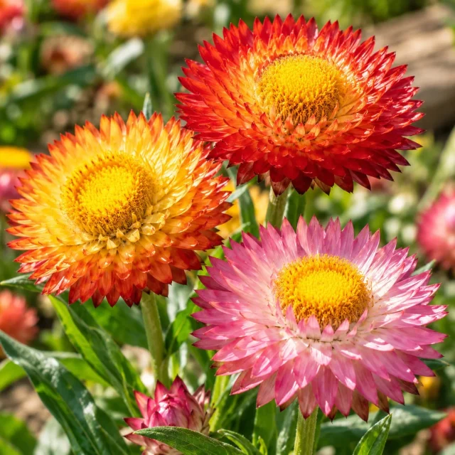 Immortelle à bractées double variée : photo d’illustration