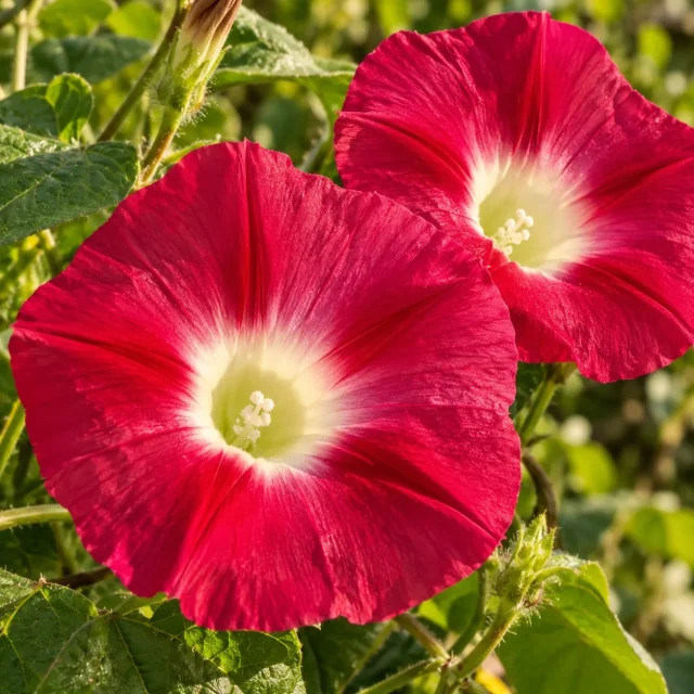 Ipomée volubilis à grandes fleurs rouges : photo d’illustration