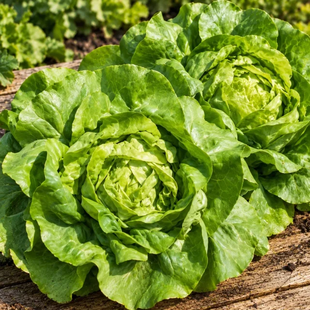 Laitue du Bon jardinier : photo d’illustration