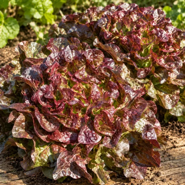 Laitue Feuille de Chêne Rouge Saxo : photo d’illustration