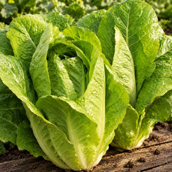 Laitue romaine Blonde maraichère